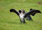 Aalscholver  (juveniel) (Great Cormoran) (Phalacrocorax carbo) - Ogii Nuur 14-08-2016 (6)